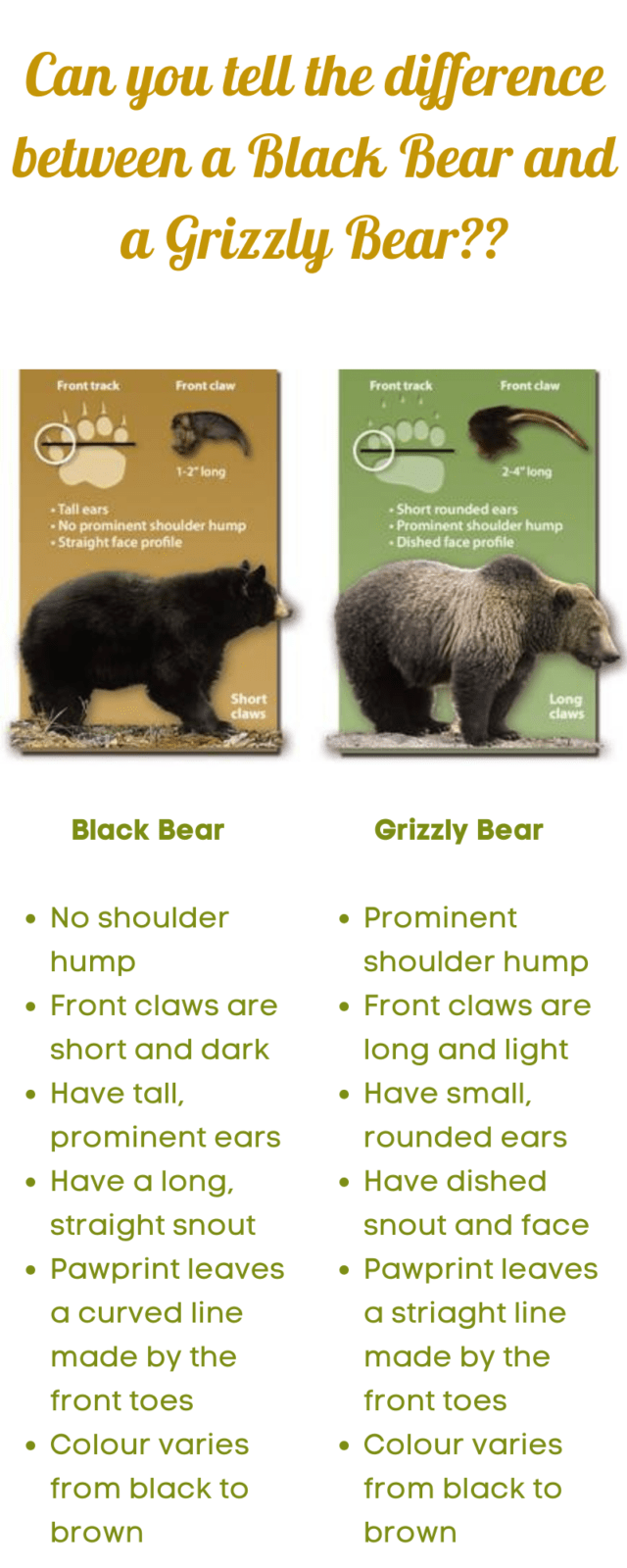 Bear Behaviour - Understanding black and grizzly bears 