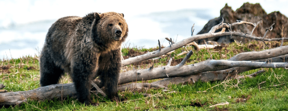 Bear Behaviour - Understanding black and grizzly bears 