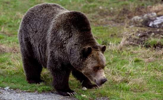 A grizzly bear bending down at the grass