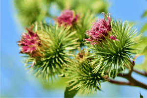 up close image of the invasive burdock plant (arctium spp) in bloom