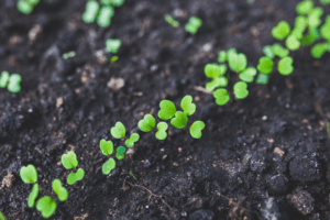 small seedlings sprouting in black soil