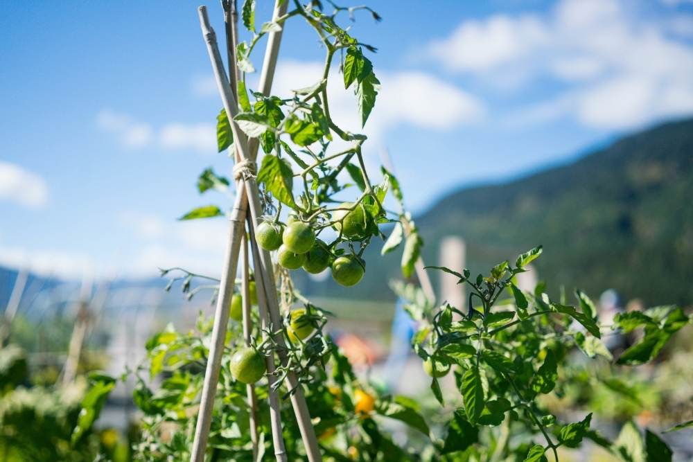 Cherry tomato vine climbing up twining stems in outside community garden