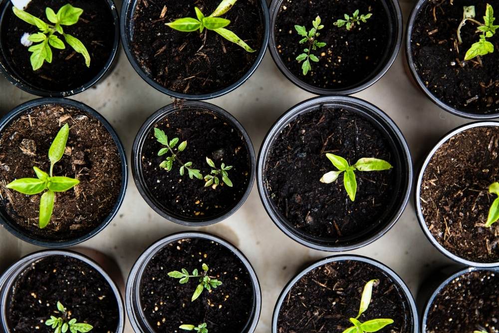 Unpotted seedlings in black containers with black soil image taken from above