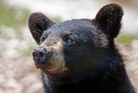 headshot of black bear