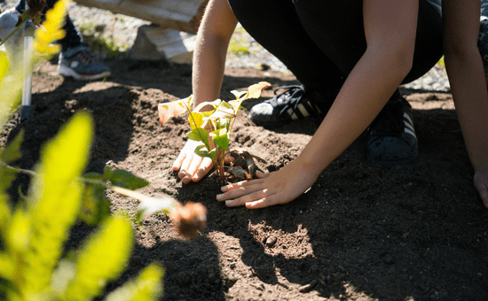 At a garden bed, hands packing the soil over a freshly planted plant