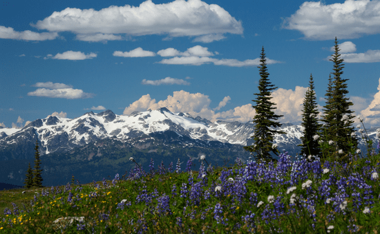 A snowy mountain in the background, with trees and wildflowers in the foreground