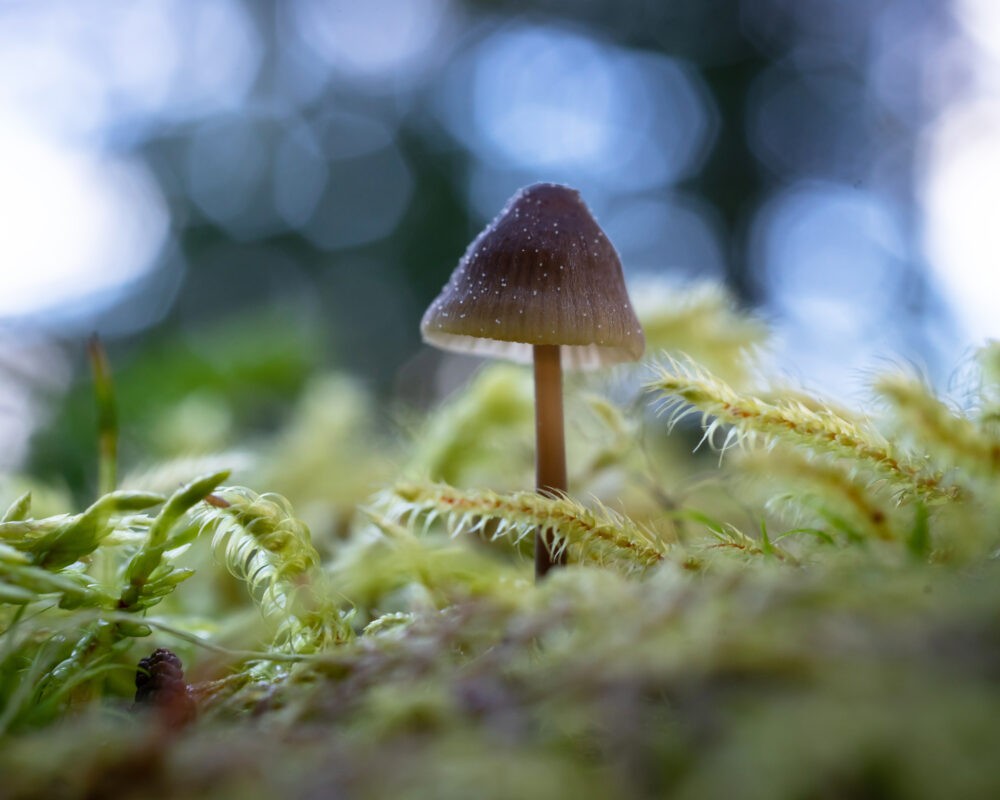 Mushroom - Ashley Thompson - AWARE Whistler