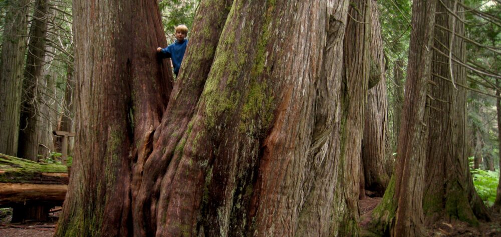Whistler’s Old and Ancient Tree Map