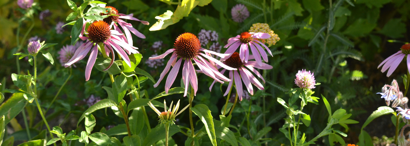 Gardening Workshop: Common Diseases & Natural Solutions
